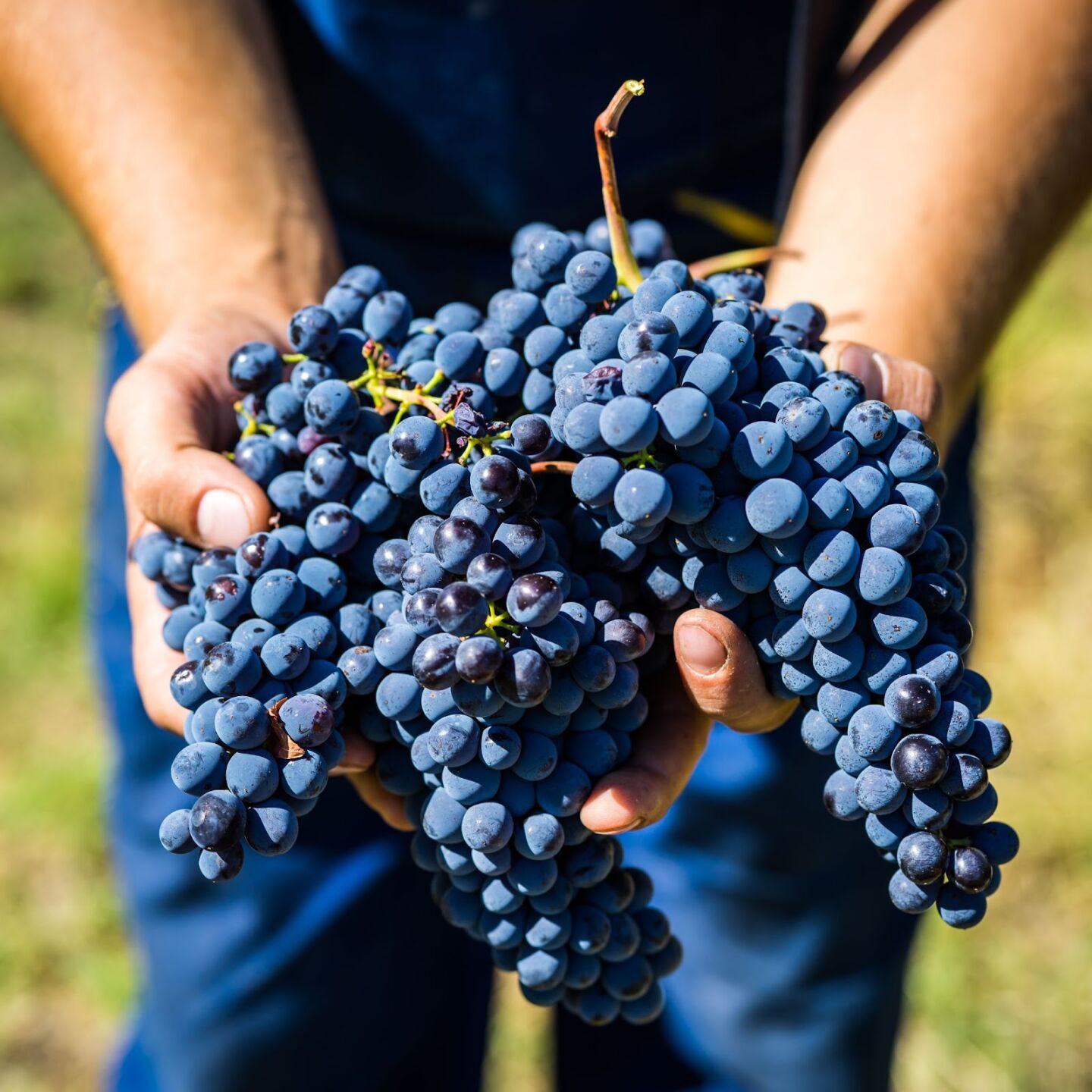 Ancient Future of Wine in Umbria